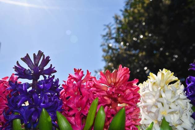 Lisse, Netherlands. April 2023. Colorful hyacinths with backlight. Lisse, Netherlands. April 2023. Colorful hyacinths with backlight. High quality photo Copyright: xZoonar.com BertxDexBoerx 20325063