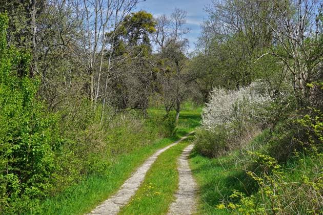 Hohlweg zwischen Sträuchern und Bäumen auf der Schwäbischen Alb; Hohlweg zwischen Sträuchern und Bäumen auf der Schwäbischen Alb; Sunken path between bushes and trees on the Swabian Jura Copyright: xZoonar.com JürgenxVogtx 20319657
