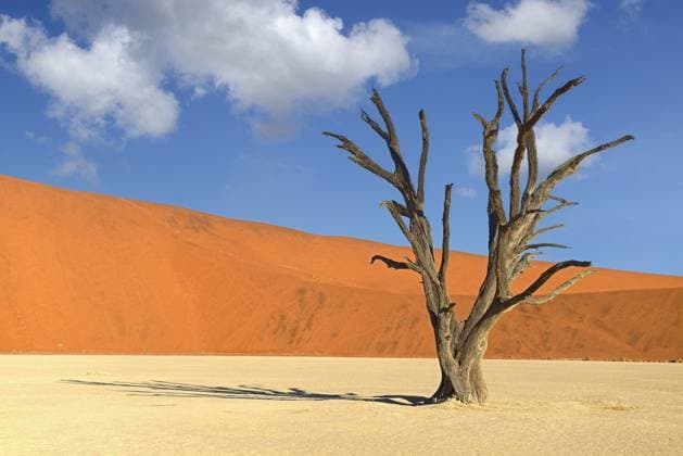 Creative Highlights World Kameldornakazie, Kameldornbaum, Kameldorn (Acacia erioloba), toter Kameldorn im Deadvlei, Namibia, Namib Naukluft Nationalpark, Sossusvlei, Dead Vlei camel thorn, giraffe thorn (Acacia erioloba), dried out camel thorn in Deadvlei, Namibia, Namib Naukluft National Park, Sossusvlei, Dead Vlei BLWS690924 *** Camelthorn Acacia, Camelthorn tree, Camel Thorn Acacia erioloba , Dead Camel Thorn at Deadvlei, Namibia, Namib Naukluft National Park, Sossusvlei, Dead Vlei Camel thorn, Giraffe Thorn Acacia erioloba , dried out Camel Thorn in Deadvlei, Namibia, Namib Naukluft National Park, Sossusvlei, Dead Vlei BLWS690924 Copyright: xblickwinkel McPHOTO I.xSchulzx