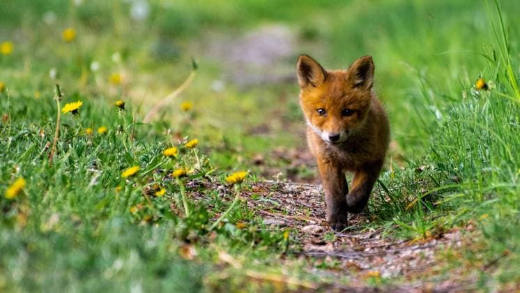 Rotfuchs Junges am Weg durch eine Wiese Ein Welpe eines Rotfuches läuft auf einem Weg durch eine Wiese umgeben von Loewenzahn. Direkter Blick in die Kamera Copyright: xZoonar.com Eva-MariaxPollichx 20343473