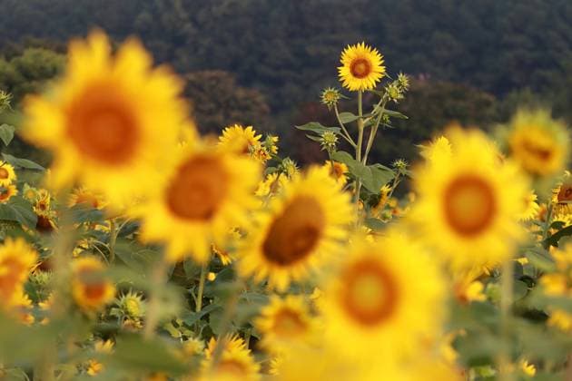 News Bilder des Tages July 18, 2023, Raleigh, North Carolina, USA: Five-acres of sunflowers are in full bloom again in Dorothea Dix Park in Raleigh, NC. Nearly 280,000 Hunters Select Peredovik seeds were planted in May. After a two-week bloom, the City of RaleighÃ‚ will harvest the sunflowers to create thousands of gallons of biodiesel, which is then processed into fuel to run tractors, trailers and farm equipment. The field also serves as a massive pollinator habitat for bees and other insects. Raleigh USA - ZUMAk251 20230718_znp_k251_003 Copyright: xBobxKarpx