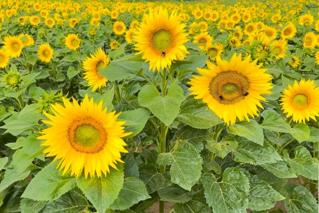 Sonnenblume (Helianthus annuus) Sonnenlicht, Blüte, Sommerfeeling, blühendes Sonnenblumenfeld, Biosphärenreservat Mittelelbe, Sachsen-Anhalt, Deutschland, Europa *** Sunflower Helianthus Annuus Sunlight, Flower, Summer feeling, Blühendes Sunflower field, Biosphere reserve Middle Elbe, Saxony Anhalt, Germany, Europe Copyright: imageBROKER ThomasxHinsche iblhin09417862.jpg