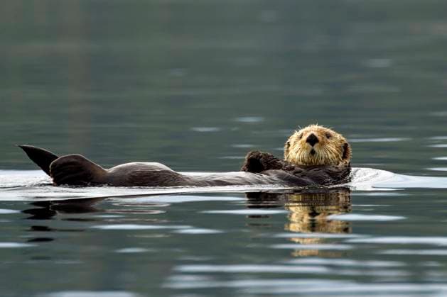 Ein Seeotter (Enhydra lutris) treibt auf dem Rücken liegend auf der Wasseroberfläche, Prince William Sound, Alaska, USA, Nordamerika *** a Seeotter Enhydra Lutris drives at the Back horizontal at the Water surface, Prince William Sound, Alaska, USA, North America Copyright: imageBROKER ThomasxSbampato ibltps09402304.jpg