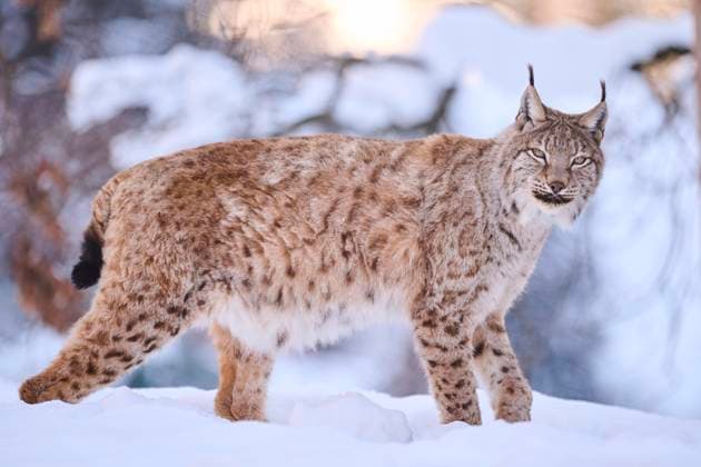  Europäischer Luchs (Lynx lynx) stehend im Schnee, Wildpark Aurach, Kitzbühl, Tirol, Österreich, Europa *** European Lynx Lynx Lynx standing at Snow, Game Park Aurach, Kitzbühl, Tyrol, Austria, Europe Copyright: imageBROKER/Davidx&xMichaxSheldon ibxshe09415912.jpg