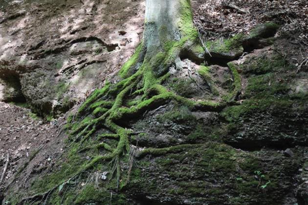Eisenach 18.07.2023, Eisenach, entlang des Rundwanderwegs Die schoenen Unbekannten, hier die Landgrafenschlucht im Bild: mit Moos bedeckte Baumwurzeln schlaengeln sich am Fels herab *** Eisenach 18 07 2023, Eisenach, along the circular hiking trail The beautiful unknowns, here the Landgrafenschlucht in the picture with moss-covered tree roots creeping down the rocks