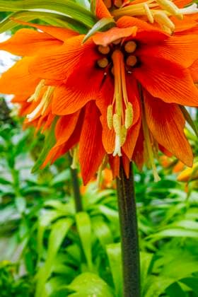 Cown imperial flower Orange cown imperial flower head in natural leavy back Copyright: xZoonar.com AchimxPrillx 20365526