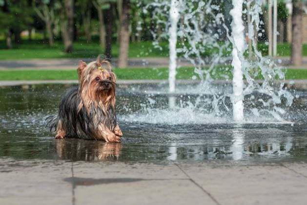 heat wet yorkshire terrier bathes in a pedestrian fountain summer heat wet yorkshire terrier bathes in a pedestrian fountain Copyright: xZoonar.com SofiiaxPotaninax 20393585