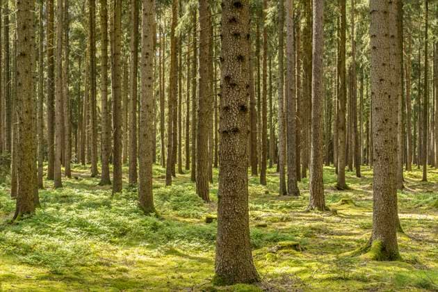 Unser Wald im Mai Unser Wald im Mai Copyright: xZoonar.com StephanxHerlitzex 20354657