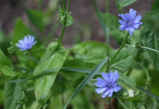 Natur 19.07.2023, Ostramondra, blaue Blueten der Gemeinen Wegwarte oder Gewoehnlichen Wegwarte (Cichorium intybus), auch Zichorie (von lateinisch cichorea) *** Nature 19 07 2023, Ostramondra, blue flowers of the common chicory Cichorium intybus , also chicory from Latin cichorea