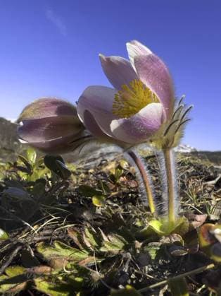 Fruehlings-Kuechenschelle; Fruehlingskuechenschelle (Pulsatilla vernalis), bluehend, Norwegen, Oppland, Dovrefjell Sunndalsfjella Nationalpark spring anemone, pasque flower (Pulsatilla vernalis), blooming, Norway, Oppland, Dovrefjell Sunndalsfjella National Park BLWS691226 *** Springs Kuechenschelle Fruehlingskuechenschelle Pulsatilla vernalis , blueing, Norway, Oppland, Dovrefjell Sunndalsfjella National Park Spring anemone, pasque Flower Pulsatilla vernalis , blooming, Norway, Oppland, Dovrefjell Sunndalsfjella National Park BLWS691226 Copyright: xblickwinkel H.xBaesemannx