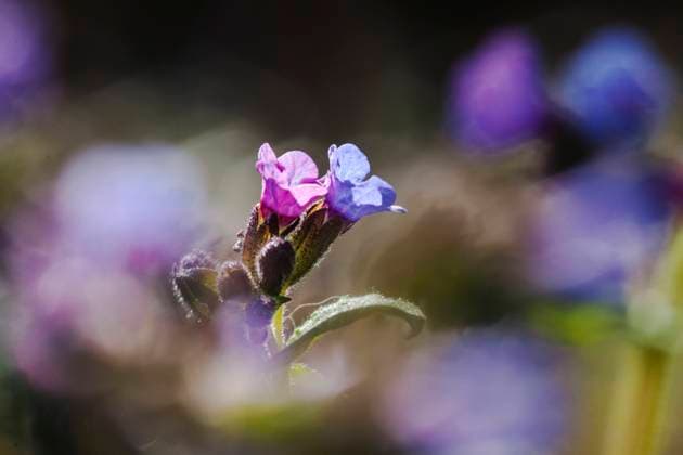 Echtes Lungenkraut, Geflecktes Lungenkraut (Pulmonaria officinalis), Blueten im Sonnenlicht, Niederlande Common lungwort (Pulmonaria officinalis), flowers in sunlight, Netherlands BLWS691285 *** Real Lungwort, Spotted Lungwort pulmonaria officinalis , Flowers at Sunlight, Netherlands Common Byline pulmonaria officinalis , Flowers in sunlight, Netherlands BLWS691285 Copyright: xblickwinkel AGAMI W.xLeursx