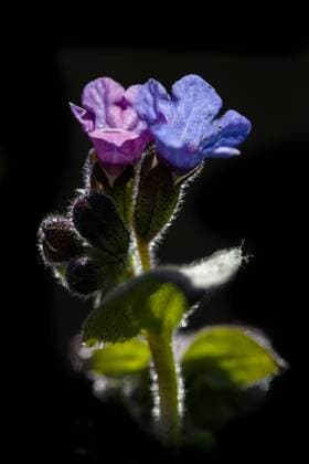 Echtes Lungenkraut, Geflecktes Lungenkraut (Pulmonaria officinalis), Blueten vor schwarzem Hintergrund, Niederlande Common lungwort (Pulmonaria officinalis), flowers agains black background, Netherlands BLWS691286 *** Real Lungwort, Spotted Lungwort pulmonaria officinalis , Flowers before black Background, Netherlands Common Byline pulmonaria officinalis , Flowers agains Black background, Netherlands BLWS691286 Copyright: xblickwinkel AGAMI W.xLeursx