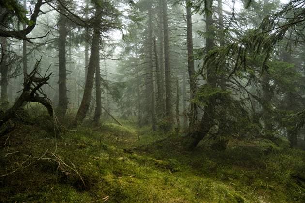 Mystischer Bergfichtenwald bei Nebel im Riesengebirge 12 Mystischer Bergfichtenwald bei Nebel im Riesengebirge 12 Copyright: xZoonar.com HolgerxW.xSpiekerx 20431119
