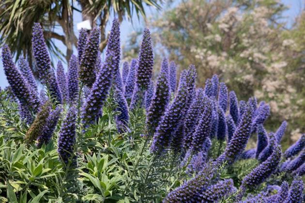 Pride-of-Madeira, Echium candicans, flowering near Padstow in Cornwall Pride-of-Madeira, Echium candicans, flowering near Padstow in Cornwall Copyright: xZoonar.com PhilxBirdx 20432028