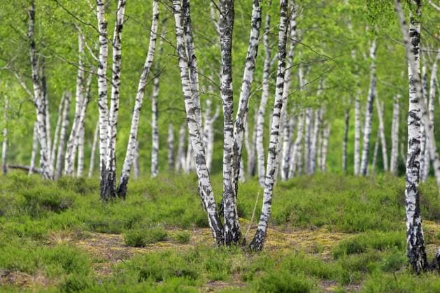  Moorbirke, Warzenbirke (Betula pendula), Weißbirke (Betula verrucosa) Baumstämme von Birken in Laubwäldern im Sommer *** Downy Birch, Warzenbirke Betula pendula , White birch Betula Verrucosa Tree trunks from Birches in Hardwood forests at Summer Copyright: imageBROKER/alimdix/xArterrax/xSvenxErikxArndt ibltsm09420194.jpg