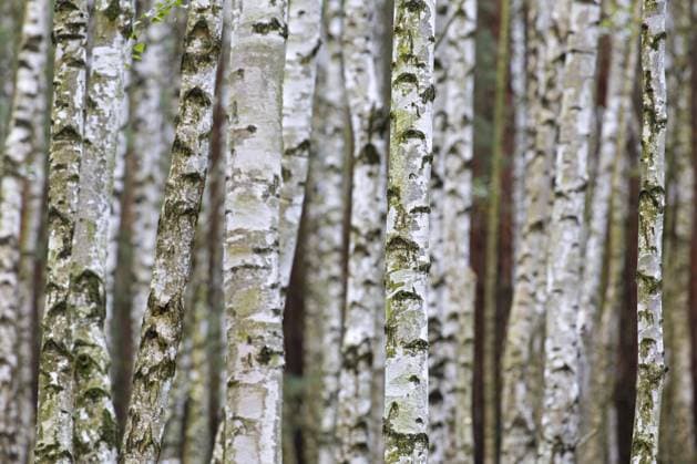 Creative Highlights World Moorbirke, Warzenbirke (Betula pendula), Weißbirke (Betula verrucosa) Baumstämme von Birken in Laubwäldern im Herbst *** Downy Birch, Warzenbirke Betula pendula , White birch Betula Verrucosa Tree trunks from Birches in Hardwood forests at Autumn Copyright: imageBROKER alimdix xArterrax xSvenxErikxArndt ibltsm09420195.jpg