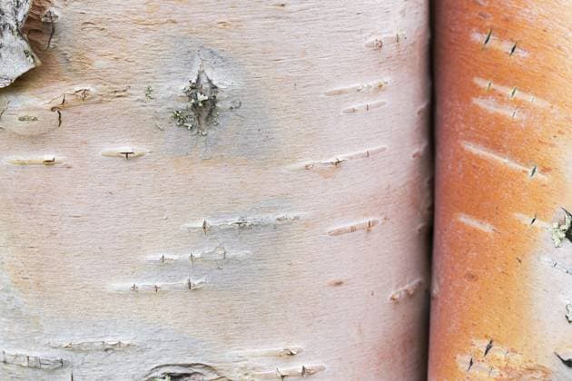 Creative Highlights World Silberbirke, Warzenbirke (Betula pendula), Europäische Weißbirke (B. verrucosa) Baumstamm Nahaufnahme der geschälten Rinde, die für medizinische Zwecke verwendet wird *** Silver Birch, Warzenbirke Betula pendula , European White birch B Verrucosa Tree trunk Close-up the peeled Bark, the for medical Purpose used will Copyright: imageBROKER/alimdix/xArterrax/xSvenxErikxArndt ibltsm09420202.jpg