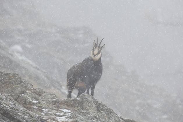 Gämse (Rupicapra rupicapra) am Berghang im Schnee und Nebel im Winter in den europäischen Alpen *** Chamois Rupicapra Rupicapra on Mountain slope at Snow and Fog at Winter in the European Alps Copyright: imageBROKER alimdix xArterrax xSven-ErikxArndt ibltsm09424406.jpg