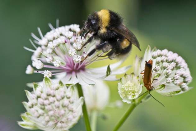 Helle Erdhummel (Bombus lucorum) an Sterndolde (Astrantia major), Emsland, Niedersachsen, Deutschland, Europa *** bright Erdhummel Bombus lucorum to Star umbels Astrantia Major , Emsland, Lower Saxony, Germany, Europe Copyright: imageBROKER ErhardxNerger ibxenh09425052.jpg