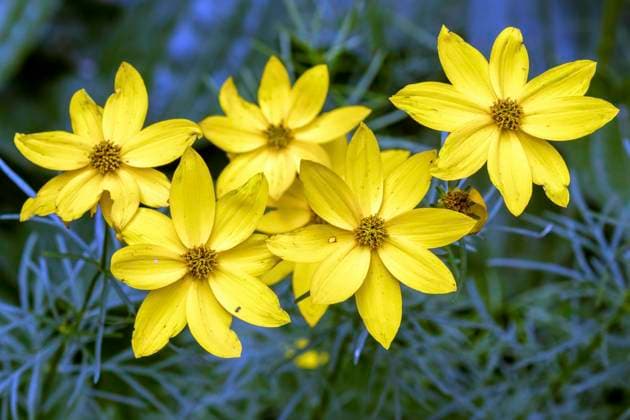 Scheinquirl-Mädchenauge (Coreopsis verticillata), Blüte, Baden-Württemberg, Deutschla *** Scheinquirlen Girls eye Coreopsis verticillata , Flower, Bathing Württemberg, English Copyright: imageBROKER HarryxLaub ibxhal09416295.jpg