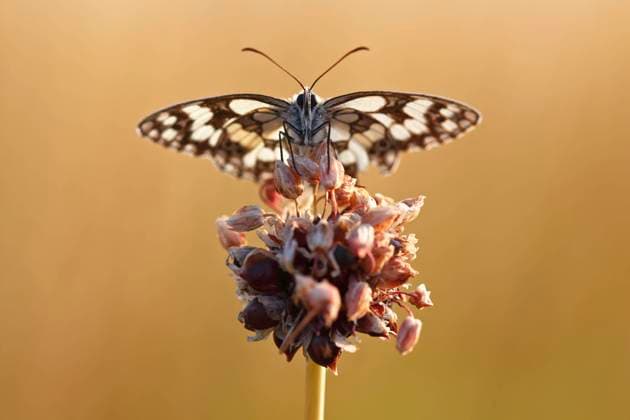 Schachbrett (Melanargia galathea) in der Kältestarre auf der Blüte des Schlangen-Lauch (Allium scorodoprasum), Biosphärenreservat Mittlere Elbe, Sachsen-Anhalt, Deutschland, Europa *** Chessboard Melanargia galathea in the Rigid cold at the Flower of Snakes Leeks Allium scorodoprasum , Biosphere reserve Middle Elbe, Saxony Anhalt, Germany, Europe Copyright: imageBROKER VolkerxLautenbach ibxmmv09422241.jpg