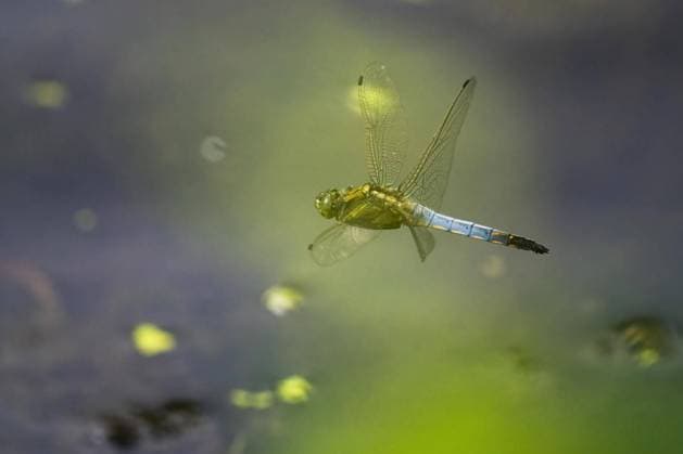  Großer Blaupfeil (Orthetrum cancellatum), Männchen, fliegend, Hessen, Deutschland, Europa *** Big Blue Arrow Orthetrum cancellatum , Male, flying, Hesse, Germany, Europe Copyright: imageBROKER/WilfriedxMartin ibxwma09426516.jpg
