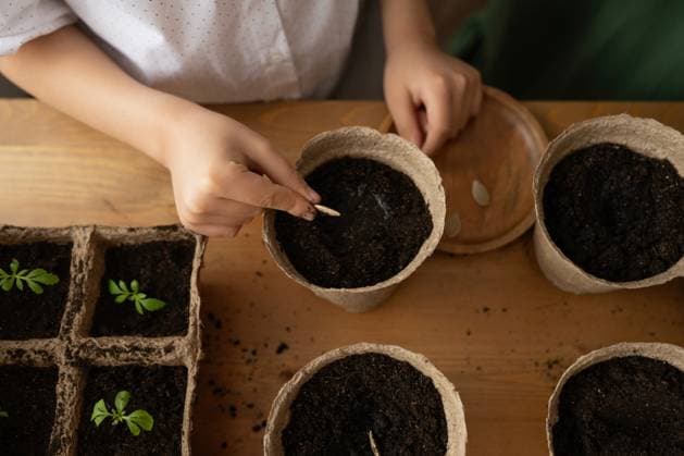 IMAGO Creative: Garten, Anbau im Gewächshaus PR_ID14133_3658_LivingRoom.jpg, MR_ID14133_13460_VarvaraSolopova.jpg High angle of crop anonymous gardener in casual clothes standing at wooden table and planting seedling in loamy soil kept in pots with some growing plants, Model released, Property released LiliyaSolopova_ID14133_426596_020 Copyright: xLiliyaxSolopovax MR