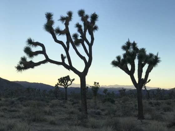 Creative Highlights World (230721) -- VENTURA (U.S.), July 21, 2023 -- The undated photo shows Joshua trees in the Mojave Desert. The Joshua trees, an integral part of California s Mojave Desert landscape, with their characteristic spiky leaves and unique branches, are locked in a desperate battle for survival. Increasingly severe droughts driven by climate change, habitat fragmentation due to expanding residential and commercial real estate development, and heightened wildfires all pose dire threats to this iconic and enduring symbol of the U.S. West. ( Handout via Xinhua) TO GO WITH Interview: U.S. conservationist says global cooperation important for desert ecosystems amid climate change U.S.-CALIFORNIA-VENTURA-DESERT ECOSYSTEMS-CLIMATE CHANGE-CONSERVATIONIST-IN 