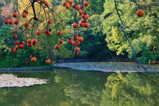 The branch of Japanese persimmon over the Kyoyochi Pond at Ryoan-ji temple garden. Kyoto. Japan The view of Japanese persimmon branch over the Kyoyochi Pond overgrown with the water lilies at autumn. Ryoan-ji temple garden. Kyoto. Japan Copyright: xZoonar.com SergxZastavkinx(SergeyxPristyazhnyuk)x 20475408