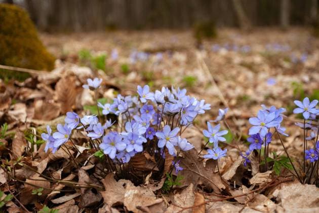 A group of hepatica flowers growing on a forest meadow, eastern Poland A group of hepatica flowers growing on a forest meadow, spring view, eastern Poland Copyright: xZoonar.com DariuszxBanaszukx 20493541