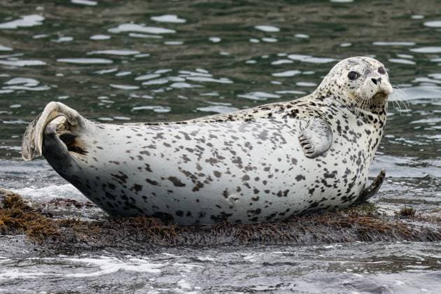 Creative Highlights World RUSSIA, PRIMORYE REGION - JULY 22, 2023: A spotted seal is seen in the Askold Strait. Yuri Smityuk TASS  60619758