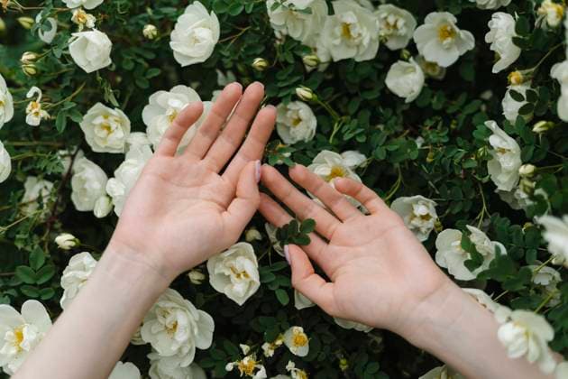 Creative Highlights Symbolbilder Hands of woman on white flowers blooming on bush model released, Symbolfoto, SEAF01970