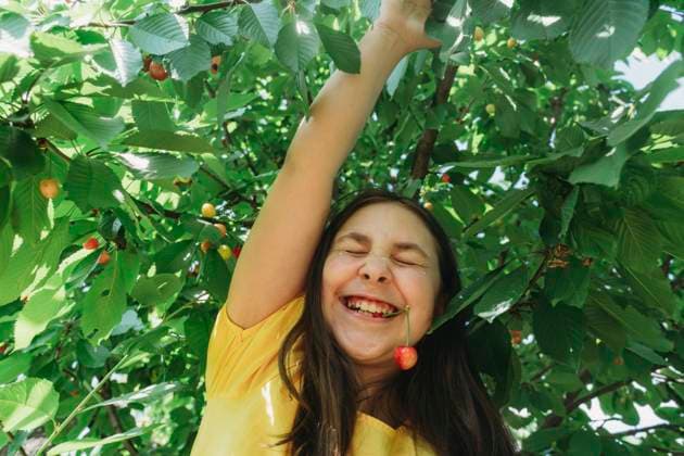 Smiling girl in yellow t-shirt biting cherry in garden model released, Symbolfoto, OSF01720