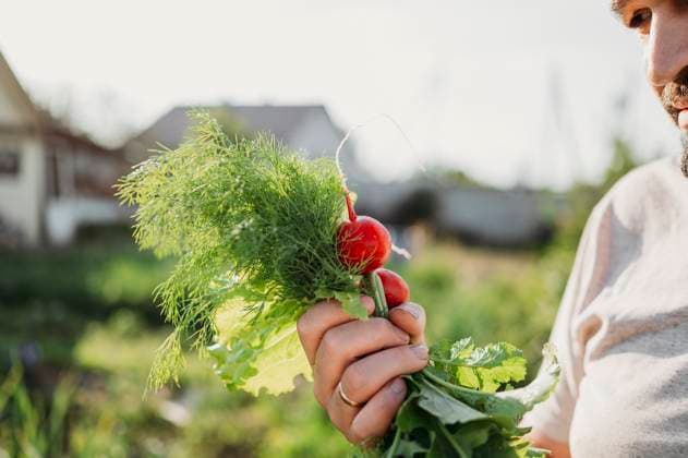 IMAGO Creative, Sommer, Food, Radieschen Farmer holding radish and dill in field model released, Symbolfoto property released, ANAF01563