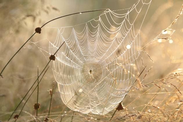 IMAGO Creative: Herbst, Mystische Stimmung IMAGO Creative: Herbst, Lichtimpressionen Spider web Spider web on a meadow during sunrise Copyright: xZoonar.com PaulxAniszewskix 20504612