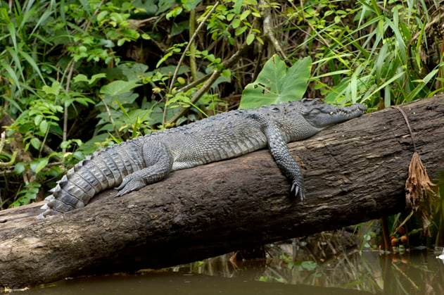 Siamese Crocodile, Khao Yai National Park, Thailand (Crocodylus siamensis), Siamkrokodil, Khao Yai Nationalpark, Thailand, Asien *** Siamese Crocodile, Khao Yai National Park, Thailand Crocodylus siamensis , Siamese crocodile, Khao Yai National Park, Thailand, Asia Copyright: imageBROKER I.xSchulz iblsci05392849.jpg