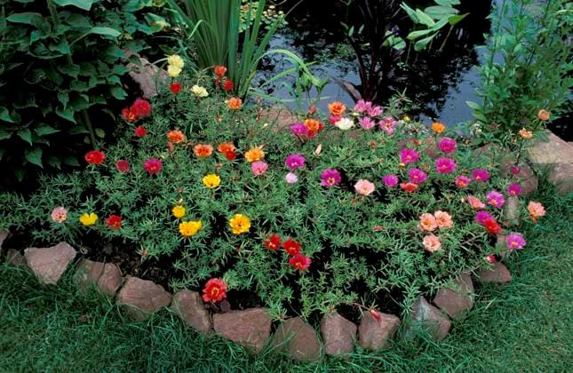  Moosrosen am Gartenteich (Portulaca grandiflora) *** Moss roses on Garden pond Portulaca grandiflora Copyright: imageBROKER/TUNS iblsjr05503594.jpg