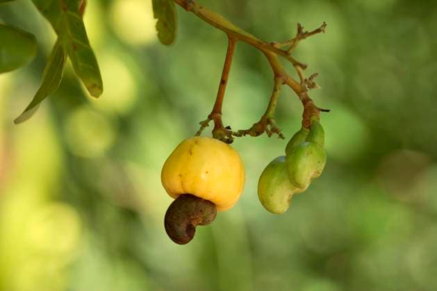 Cashewbaum (Anacardium occidentale), Frucht, Honduras, Mittelamerika *** Cashew tree Anacardium occidentale , Fruit, Honduras, Central America Copyright: imageBROKER TUNS iblsjr05504876.jpg