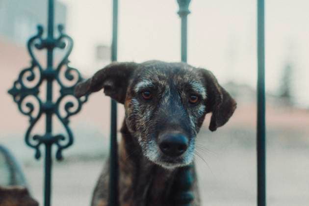 Stray dog stares into the camera lens through a fence. Agadir, Souss-Massa, Morocco R_TYRI230719-1218654-01