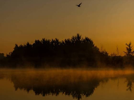 Creative Highlights World The setting sun over a wild water harvester, a duck flies in the sky. Moravany, South Moravian Region, Czechia R_WEWE2307205F-1219026-01