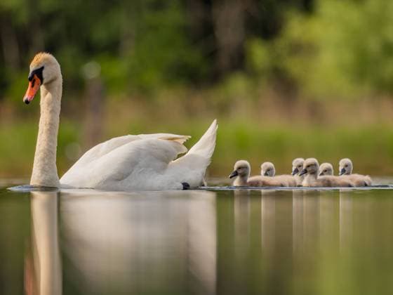 Adult mute swan with babies on the water, close-up photography, green Ostrava, Moravian-Silesian Region, Czechia R_WEWE2307206C76-1219580-01