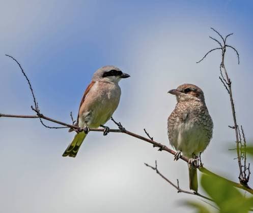 Red-backed shrike on a branch with another bird. Ostrava, Moravian-Silesian Region, Czechia R_WEWE230720K-1219251-01