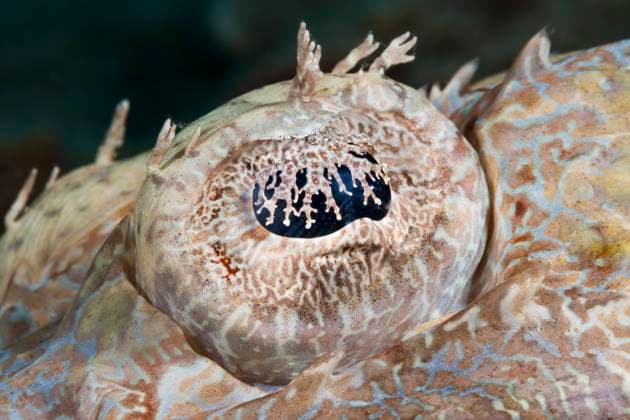 Auge eines Krokodilfisch, Cymbacephalus beauforti, Raja Ampat, West Papua, Indonesien Eye of Crocodilefish, Cymbacephalus beauforti, Raja Ampat, West Papua, Indonesia Krokodilfisch, Raja Ampat, Indonesien *** Eye of Crocodilefish, Cymbacephalus beauforti, Raja Ampat, West Papua, Indonesia Eye of Crocodilefish, Cymbacephalus beauforti, Raja Ampat, West Papua, Indonesia Crocodilefish, Raja Ampat, Indonesia 