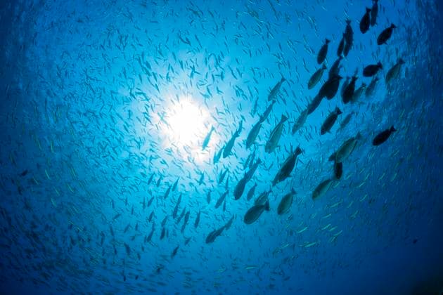 Creative Highlights World Schwarmfische an der Wasseroberflaeche, Raja Ampat, West Papua, Indonesien Schooling Fish at Watersurface, Raja Ampat, West Papua, Indonesia Schwarmfisch, Raja Ampat, Indonesien *** Schooling Fish at Watersurface, Raja Ampat, West Papua, Indonesia Schooling Fish at Watersurface, Raja Ampat, West Papua, Indonesia Schooling Fish, Raja Ampat, Indonesia 