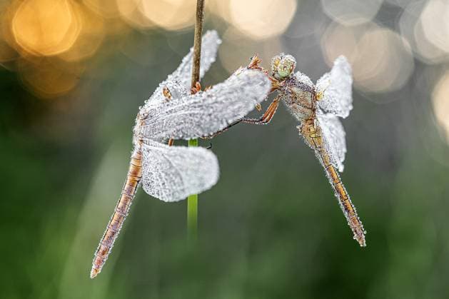 Creative Highlights World Gekielter Blaupfeil, Kleiner Blaupfeil (Orthetrum coerulescens), Maennchen, von Morgentau benetzt, Deutschland, Bayern keeled skimmer (Orthetrum coerulescens), male with morning dew, Germany, Bavaria BLWS691550 *** gekielter Blue arrow, Kleiner Blue Arrow Orthetrum coerulescens , Male, from Morning Dew wetted, Germany, Bavaria keeled Skimmer Orthetrum coerulescens , Male With Morning dew, Germany, Bavaria BLWS691550 Copyright: xblickwinkel M.xKuehnx