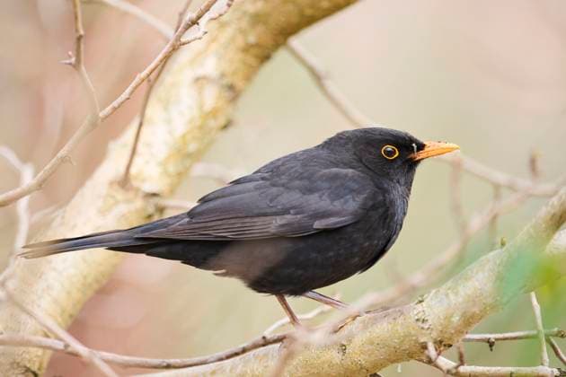  Amsel (Turdus merula) auf einem Ast sitzend, Bayern, Deutschland, Europa *** Amsel Turdus merula at a Ast sitting, Bavaria, Germany, Europe Copyright: imageBROKER/Davidx&xMichaxSheldon ibxshe09419980.jpg