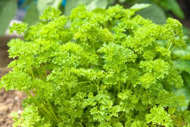 Frische Petersilie im eigenen Kräutergarten - Küchenkräuter und Gewürz *** Freshness Parsley at own Herb garden Kitchen herbs and Spice 1077405057