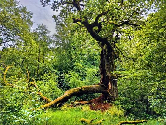 Eiche (Quercus spec.), umgefallener Baumstamm im Urwald Sababurg, Deutschland, Hessen, Naturpark Reinhardswald oak (Quercus spec.), old fallen tree in Urwald Sababurg, Germany, Hesse, Naturpark Reinhardswald BLWS691798