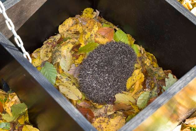 IMAGO Creative: Jahreszeit Herbst, Igel beziehen Winterquartier Europaeischer Igel, Westeuropaeischer Igel, Westigel, West-Igel, Braunbrustigel, Braunbrust-Igel (Erinaceus europaeus), in einem geoeffnetem Schlafhaus, selbst gebauter Kasten zur Ueberwinterung oder als Tagesversteck Western hedgehog, European hedgehog (Erinaceus europaeus), in an open house to sleep, self-made box for hibernation or as a hiding place for the day BLWS691308 *** european Hedgehogs, Western European Hedgehogs, Westigel, WEST Hedgehogs, Brown-breasted hedgehog, Brown breast Hedgehog Erinaceus europaeus , in a open Dormitory, Self built Box to Hibernation Or as Days hideout Western hedgehog, European Hedgehog Erinaceus europaeus , in to Open House to sleep, Self Made Box for hibernation or As a hiding Place for Copyright: xblickwinkel F.xHeckerx