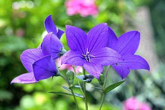 Zierpflanzen für den Balkon oder Garten Die winterharte Ballonblume zur Blütezeit im Sommer *** Ornamental plants for the balcony or garden The hardy balloon flower to bloom in summer